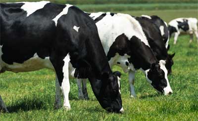 Animal Feed-Dairy