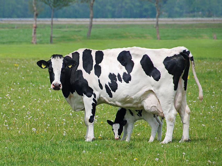 Dairy Cow & Calf