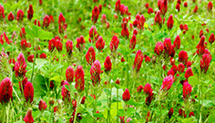 Sowing Cover Crops for GLAS Crimson Clover